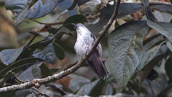 White-bellied Hummingbird (Amazilia chionogaster)
