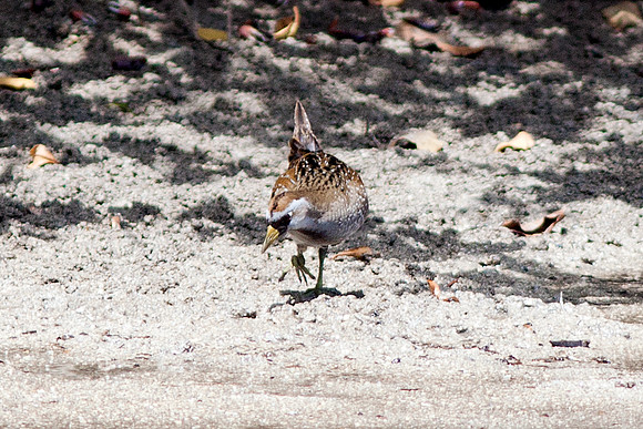 Sora (Porzana carolina)