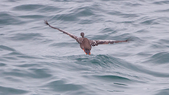 Red-legged Cormorant (Phalacrocorax gaimardi)