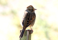 Lincoln's Sparrow (Melospiza lincolnii)