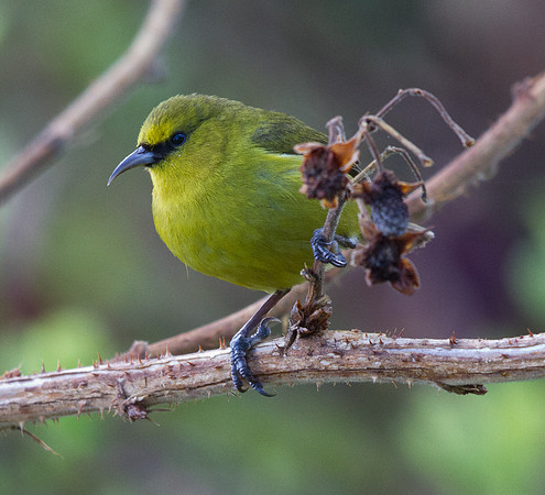 Hawaiʻi ʻAmakihi (Hemignathus virens)