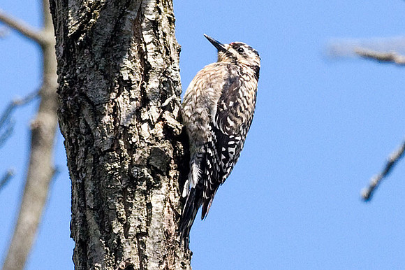 Yellow-bellied Sapsucker (Sphyrapicus varius) juvenile