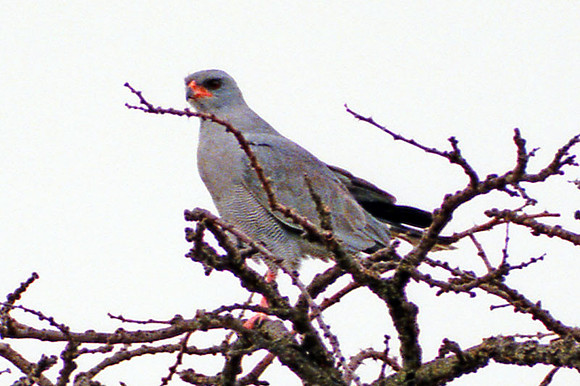 Pale Chanting Goshawk (Melierax canorus)