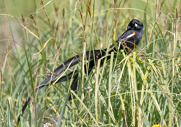 Long-tailed Widowbird (Euplectes progne)