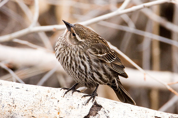 Red-winged Blackbird (Agelaius phoeniceus) female