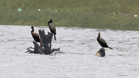 Neotropic Cormorant (Phalacrocorax brasilianus)