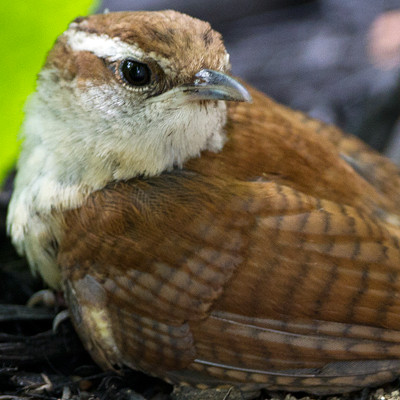 Carolina Wren (Thryothorus ludovicianus)