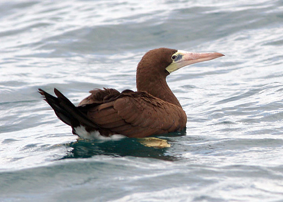 Brown Booby (Sula leucogaster)