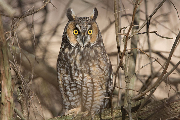 Long-eared Owl (Asio otus)