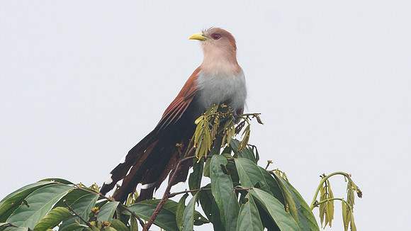 Squirrel Cuckoo (Piaya cayana)
