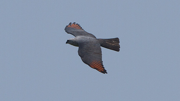 Plumbeous Kite (Ictinia plumbea)