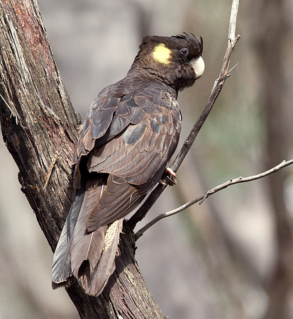Yellow-tailed black cockatoo (Calyptorhynchus funereus)
