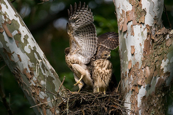 Red-shouldered Hawk (Buteo lineatus) juvenile