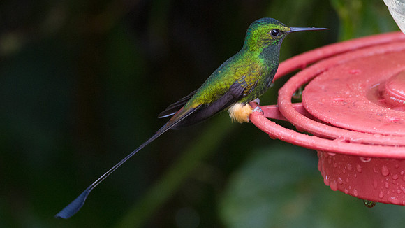 Booted Racket-tail (Ocreatus underwoodii)