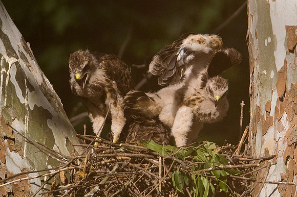 Red-shouldered Hawk (Buteo lineatus) juvenile