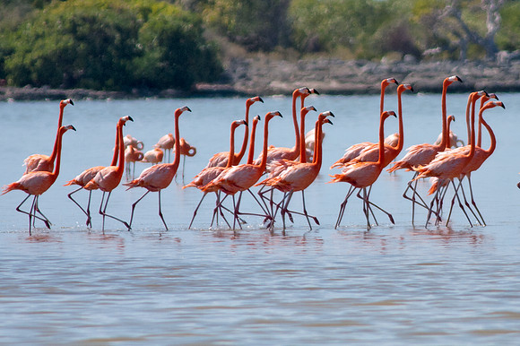 Greater Flamingo (Phoenicopterus roseus)