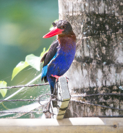 Javan kingfisher (Halcyon cyanoventris)