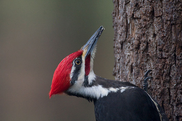 Pileated Woodpecker (Dryocopus pileatus) male