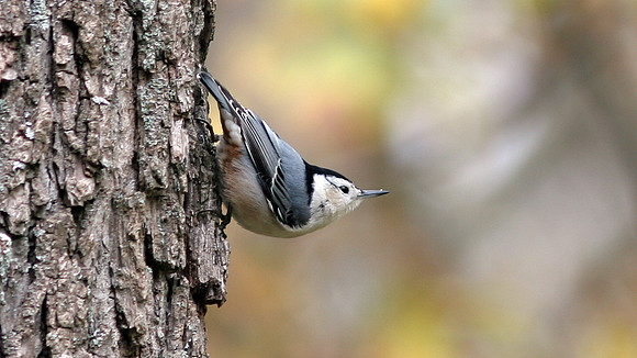 White-breasted Nuthatch (Sitta carolinensis)
