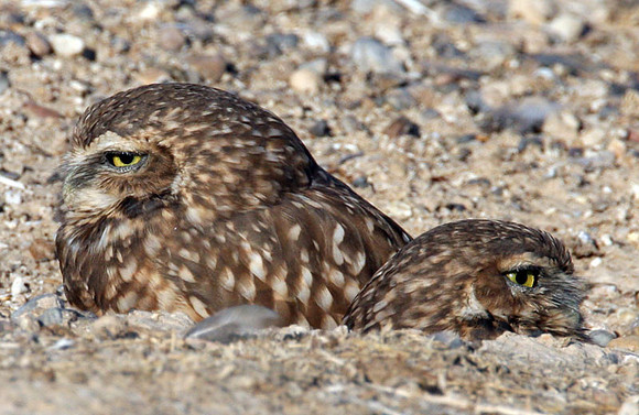 Burrowing Owl (Athene cunicularia)