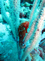 Seahorse (Genus Hippocampus)