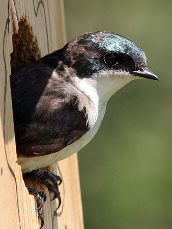 Tree Swallow (Tachycineta bicolor)