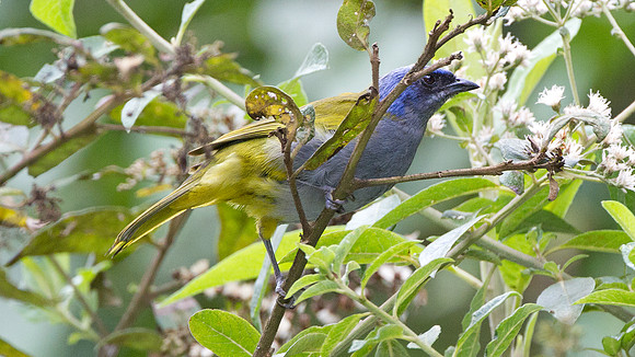 Blue-capped Tanager (Thraupis cyanocephala)
