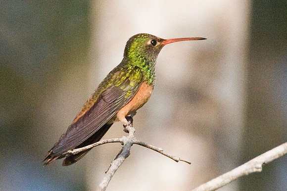 Buff-bellied Hummingbird (Amazilia yucatanensis)