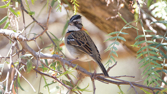 Rufous-collared Sparrow (Zonotrichia capensis)
