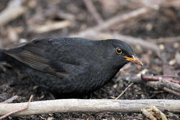 Common Blackbird (Turdus merula) also known as Eurasian Blackbird