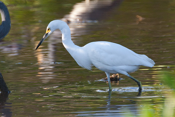 Snowy Egret (Egretta thula)