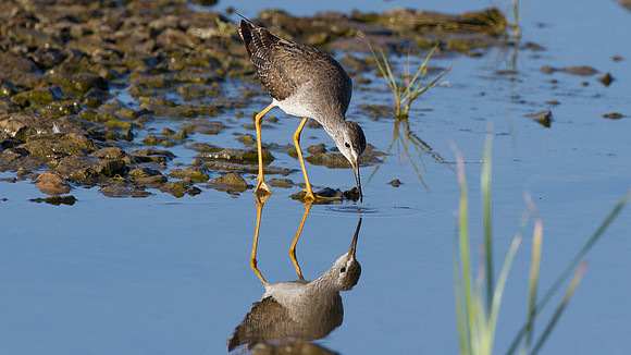 Lesser Yellowlegs (Tringa flavipes)