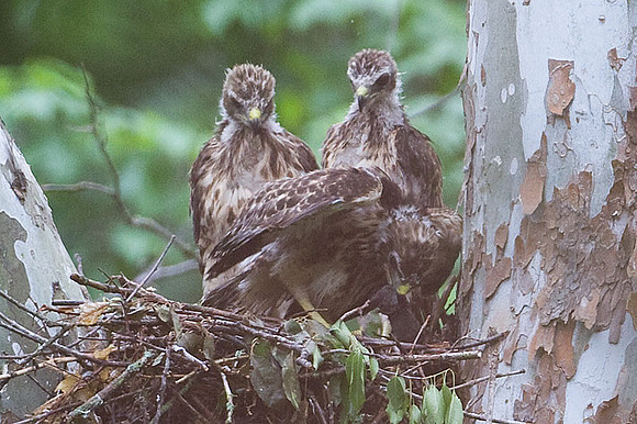 Red-shouldered Hawk (Buteo lineatus) juvenile