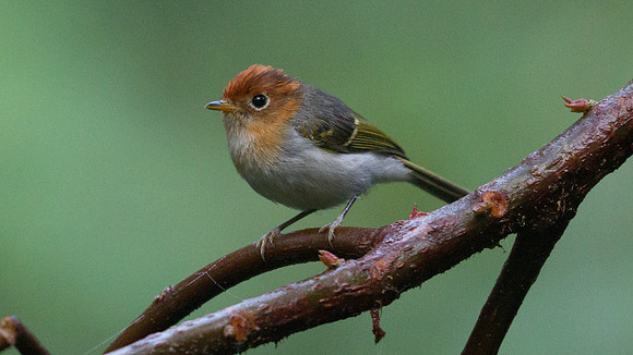 IMG_9377Sunda warbler (Seicercus grammiceps)