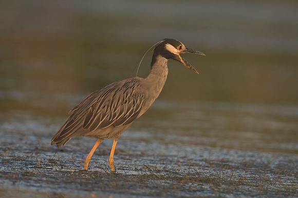 Yellow-crowned Night Heron (Nyctanassa violacea)