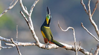 Golden-collared Toucanet (Selenidera reinwardtii)
