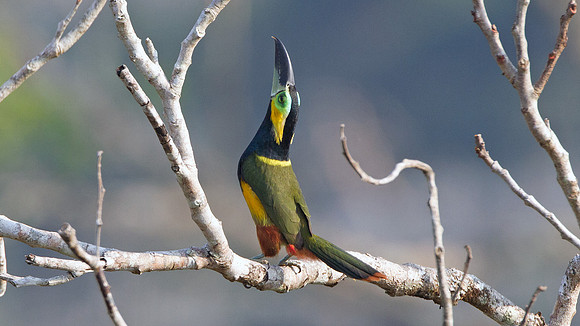 Golden-collared Toucanet (Selenidera reinwardtii)