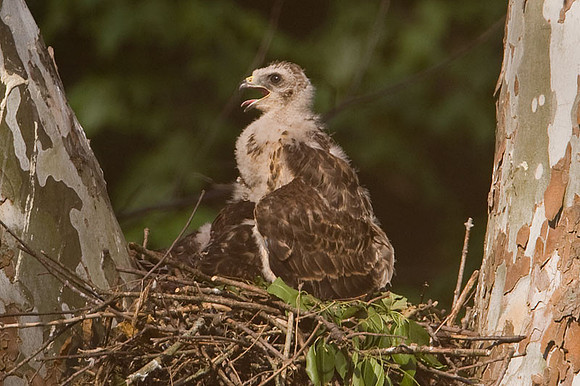 Red-shouldered Hawk (Buteo lineatus) juvenile