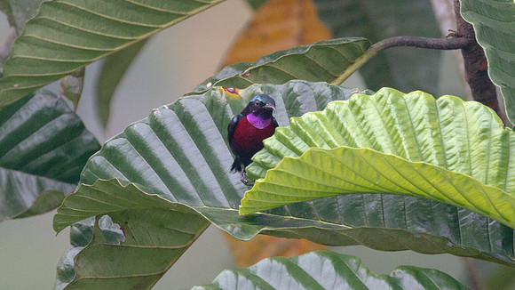 Purple-throated Sunbird (Nectarinia sperata) male