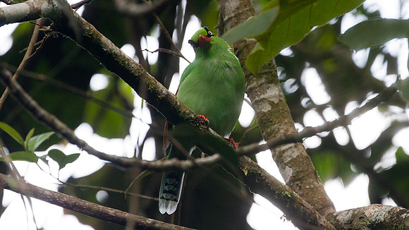 Bornean Green Magpie (Cissa thalassina)