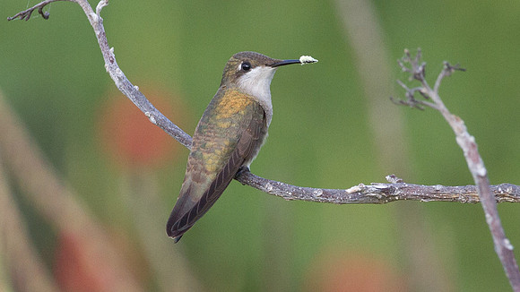 Ruby-topaz Hummingbird (Chrysolampis mosquitus) female