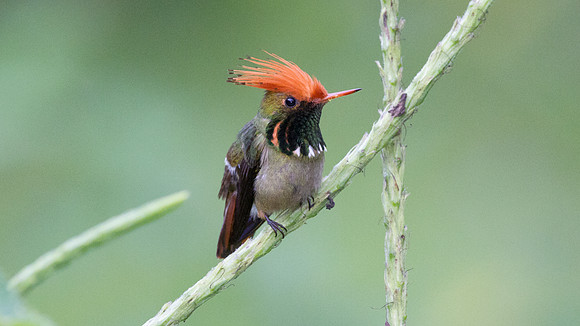 Rufous-Crested Coquette (Lophornis delattrei) - male
