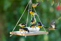 Bananaquit (Coereba flaveola)