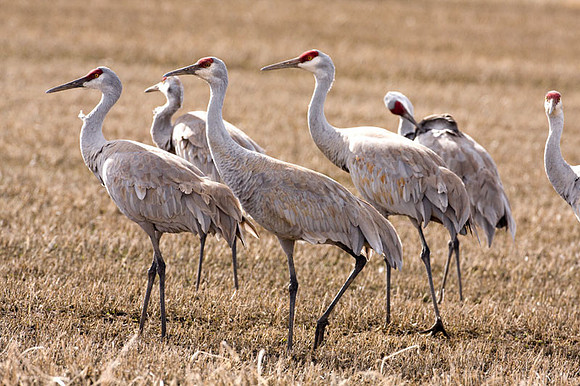 Sandhill Crane (Grus canadensis)