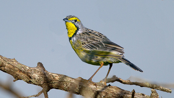 Yellow-throated Longclaw (Macronyx croceus)