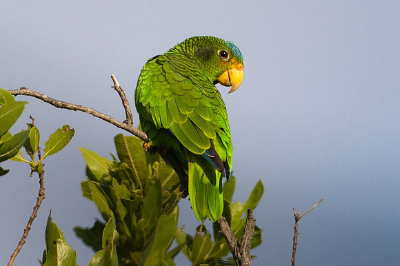 Yucatan Amazon (Amazona xantholora) female, also known as Yellow-lored Amazon, Yucatan Parrot or Yellow-lored Parrot