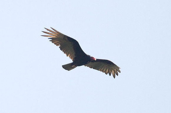 Turkey Vulture (Cathartes aura)
