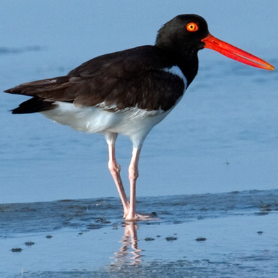 American Oystercatcher (Haematopus palliatus) also known as American Pied Oystercatcher