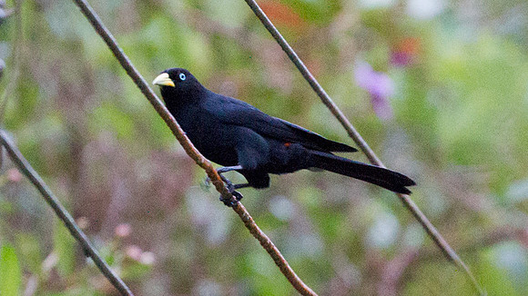 Subtropical Cacique (Cacicus uropygialis)