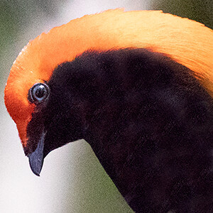 Crested satinbird (Cnemophilus macgregorii) Male